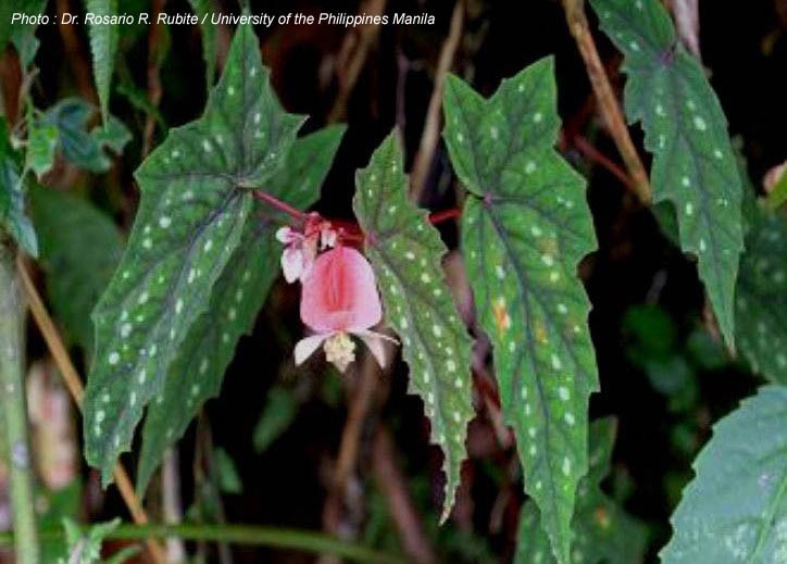 B. quercifolia